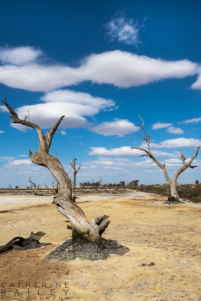 Dead trees at dry salt lake, Truroar | Catherine Bailey Photography