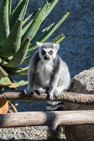 Lemur at Melbourne Zoo