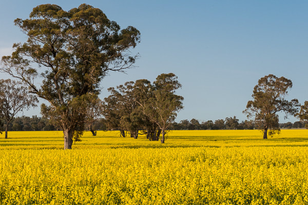 Canola field with gum trees