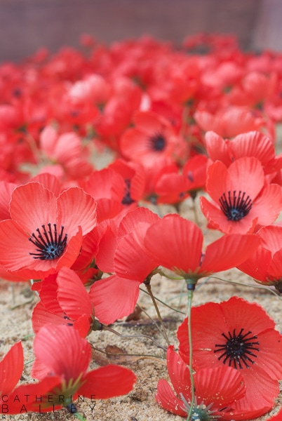 Poppies | Catherine Bailey Photography