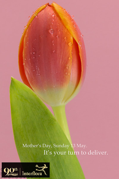 Tulip | Catherine Bailey Photography