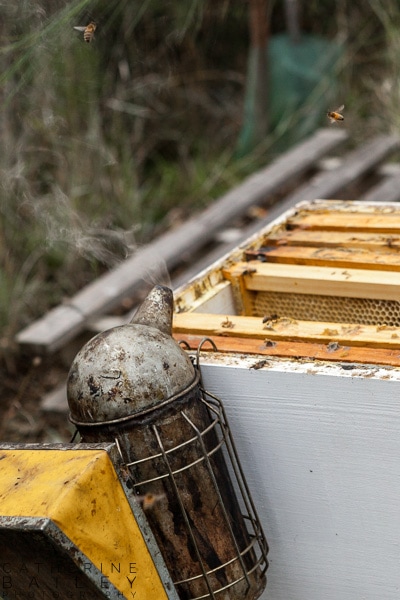 Bees flying around hive | Catherine Bailey Photography