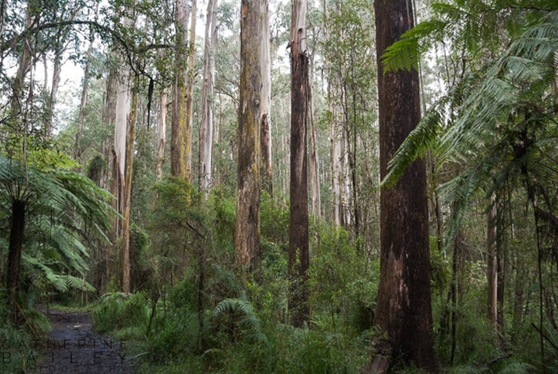Forest at Mt Dandenong | Catherine Bailey Photography