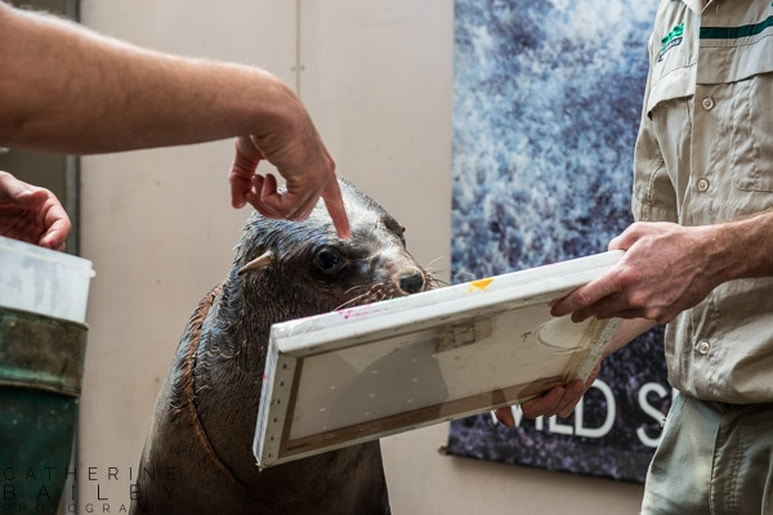 Australian Fur Seal | Catherine Bailey Photography