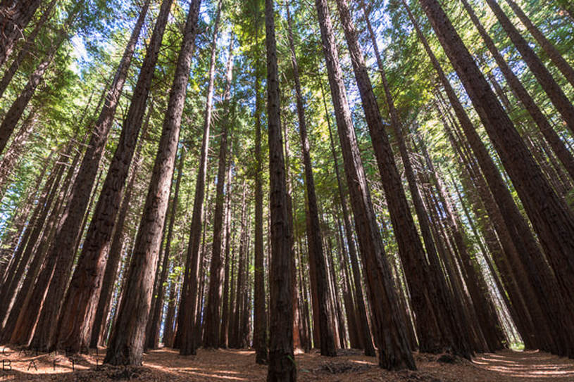 Warburton Redwood Forest | Catherine Bailey Photography