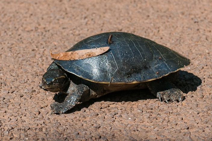 Turtle on roadway | Catherine Bailey Photography