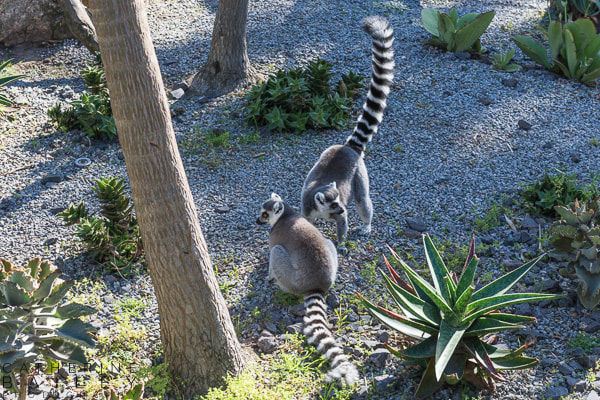 Lemurs at Melbourne Zoo