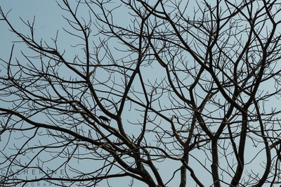 Tree against sky | Catherine Bailey Photography