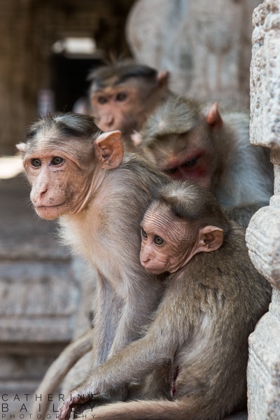 Group of monkeys in Hampi | Catherine Bailey Photography