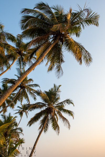 Palm trees at sunset | Catherine Bailey Photography