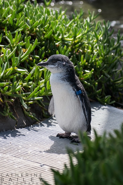 Penguin | Catherine Bailey Photography