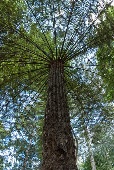 Tree fern  | Catherine Bailey Photography
