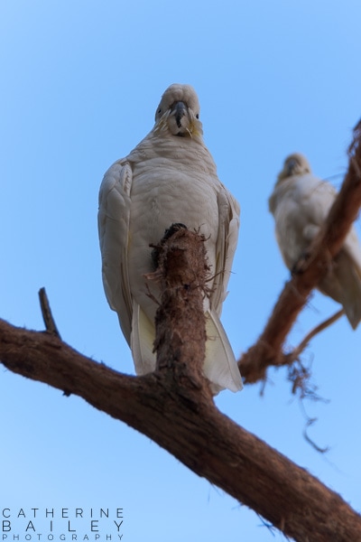 Cockatoos | Catherine Bailey Photography