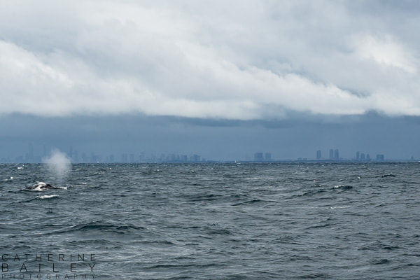 Gold Coast skyline from sea, with whale blow