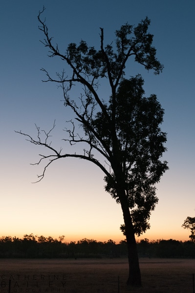 Dusk at Litchfield National Park | Catherine Bailey Photography
