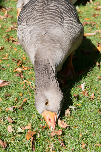 Grey goose | Catherine Bailey Photography