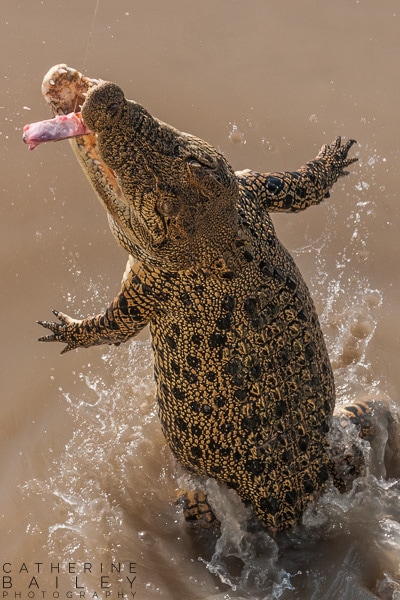 Crocodile | Catherine Bailey Photography