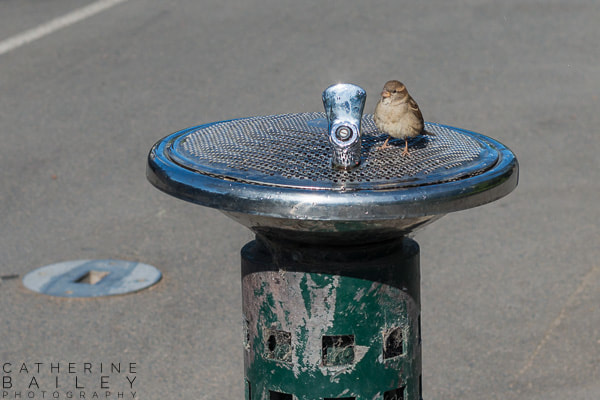 Bird on drinking fountain
