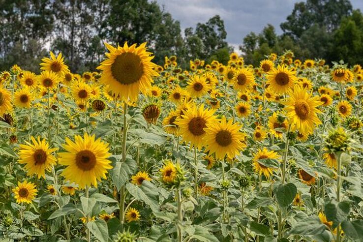 Sunflowers | Catherine Bailey Photography