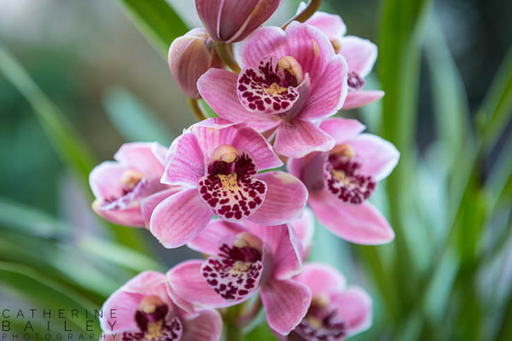 Cymbidium orchid | Catherine Bailey Photography