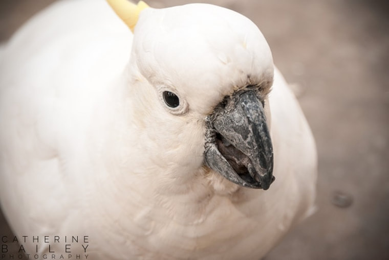 Cockatoo | Catherine Bailey Photography